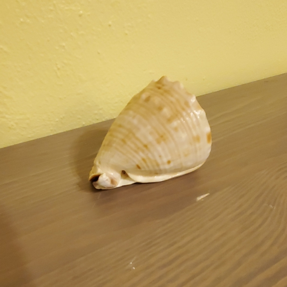 Seashell - Picture 3 of 5